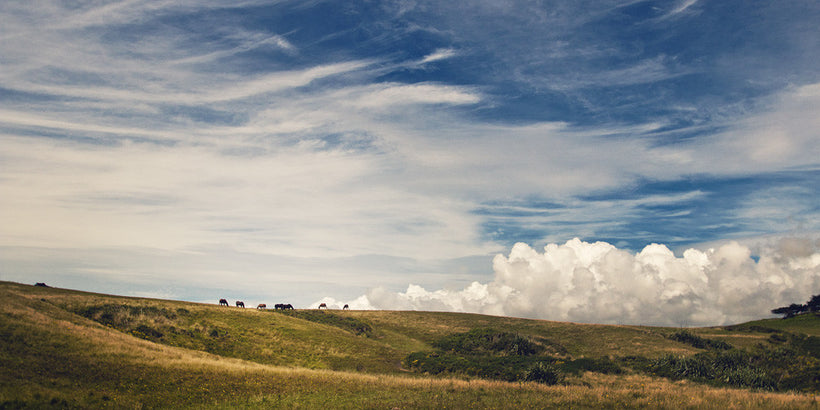 New Zealand